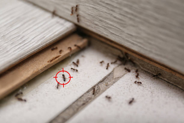 Best Cockroach Control Services  in Marine City, MI